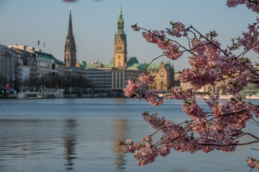 Kirschbluete an der Alster DSC01182.jpg