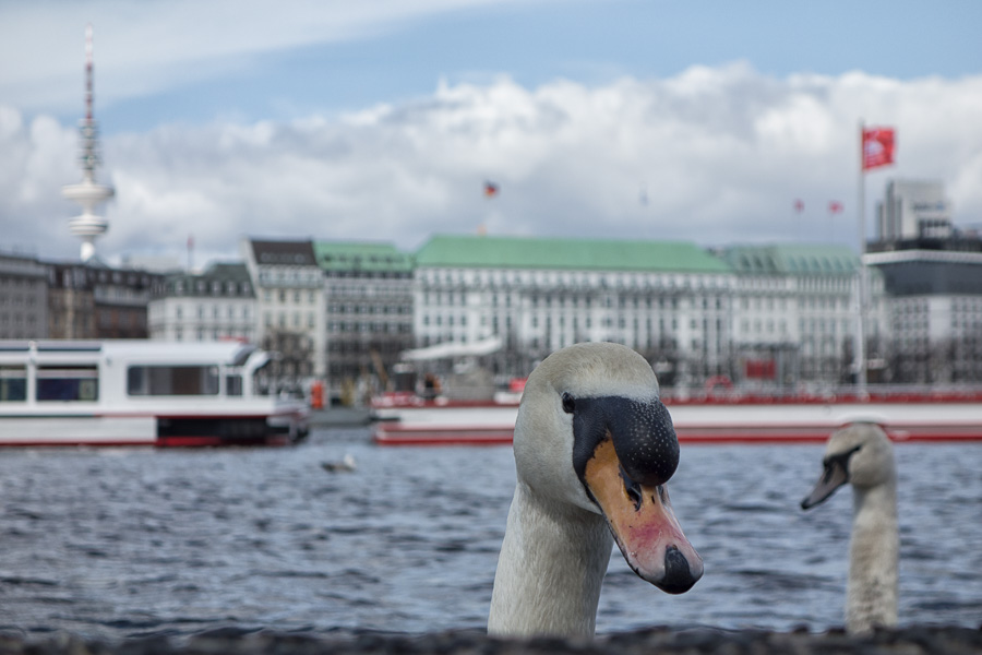 Schwan an der Hamburger Alster DSC01251-Bearbeitet.jpg
