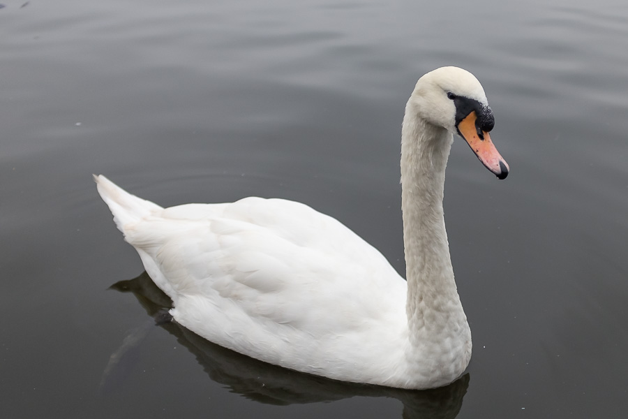 Alsterschwan DSCF0129.jpg
