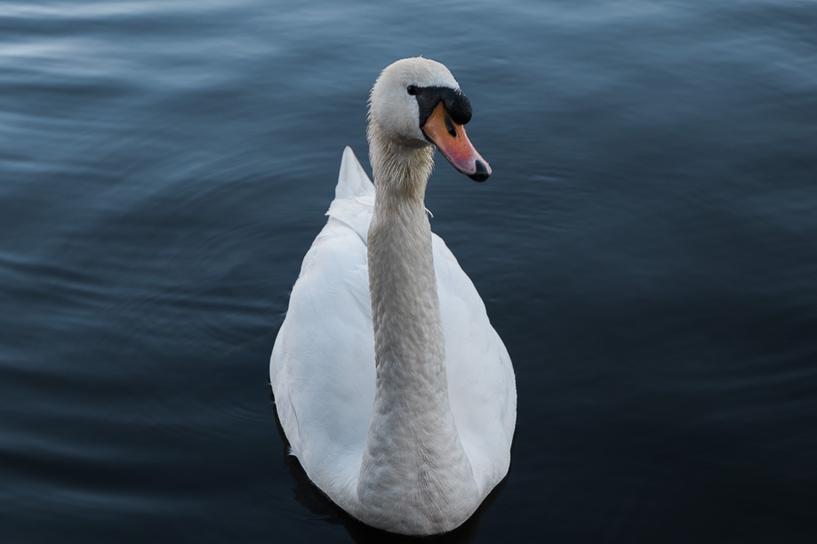 Alster-Schwan DSCF4834.jpg