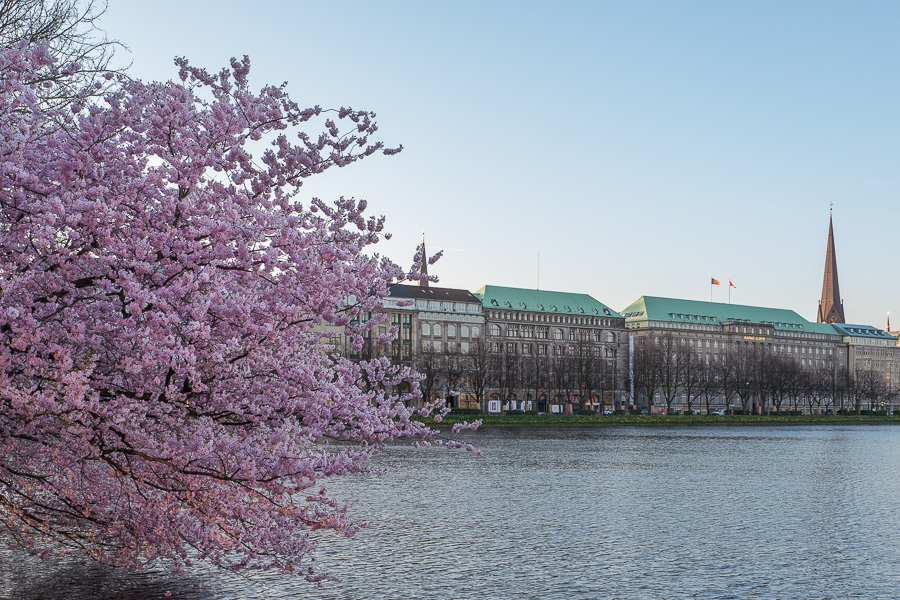 Kirschbluete an der Alster L1000031.jpg