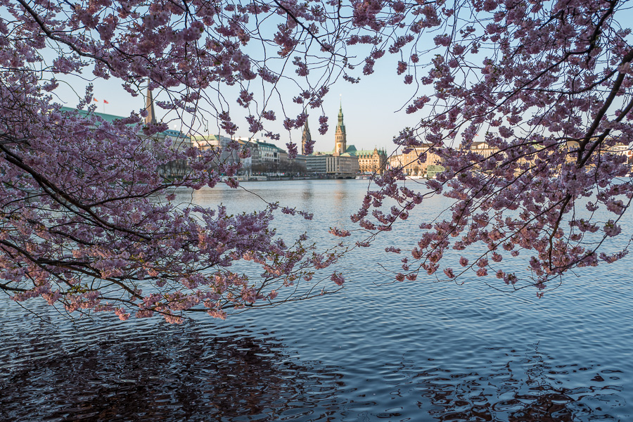 Kirschbluete an der Alster L1000039.jpg