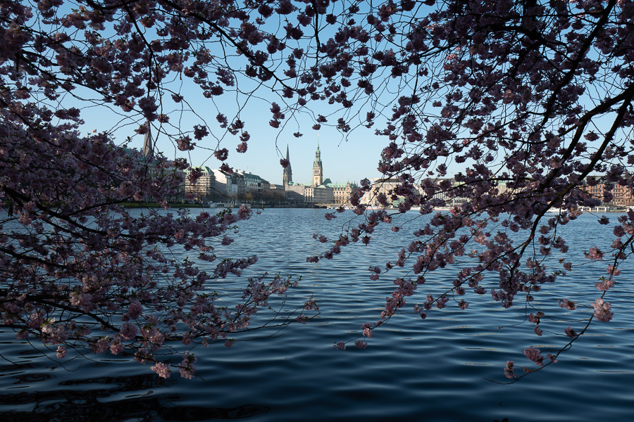 Binnenalster zur Kirschbluete L1070233.jpg