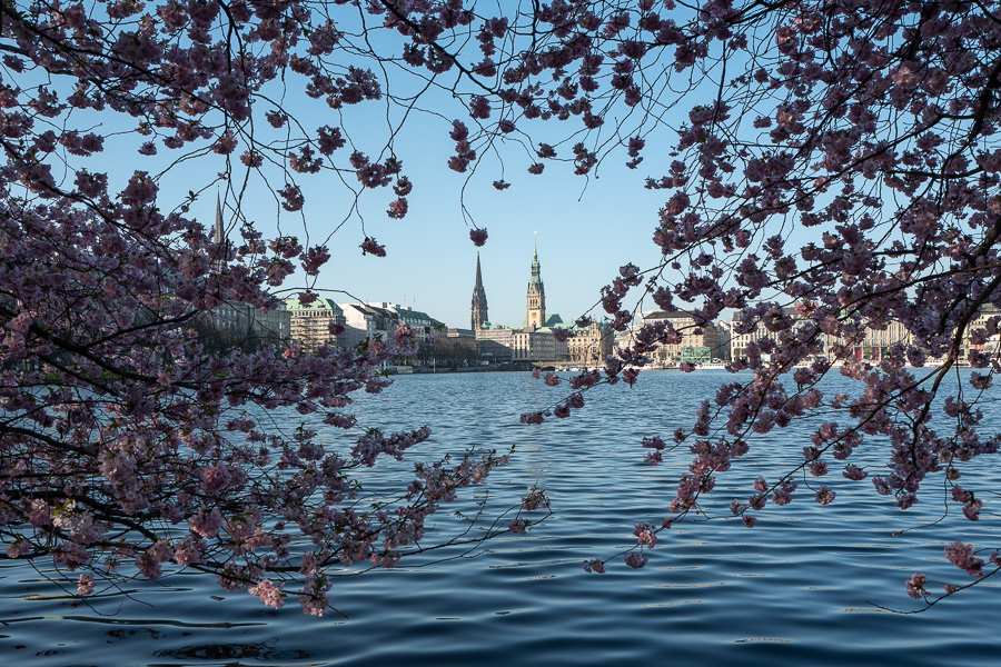 Binnenalster zur Kirschbluete L1070235.jpg