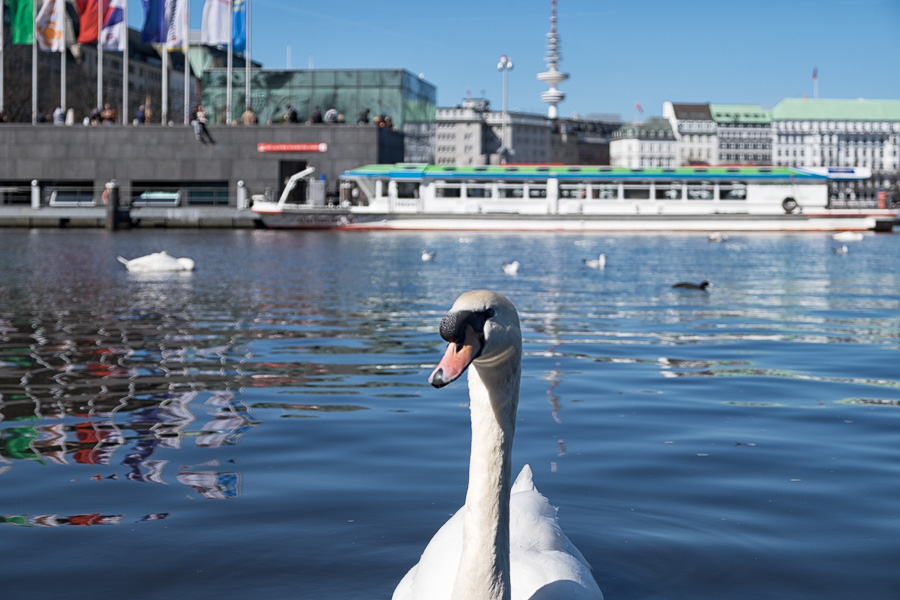 Alsterschwan _DSF1129-Bearbeitet.jpg