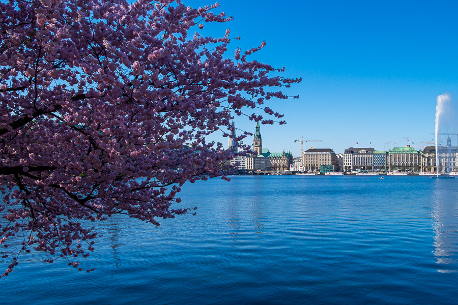 Binnenalster zur Kirschbluete _DSF1609.jpg