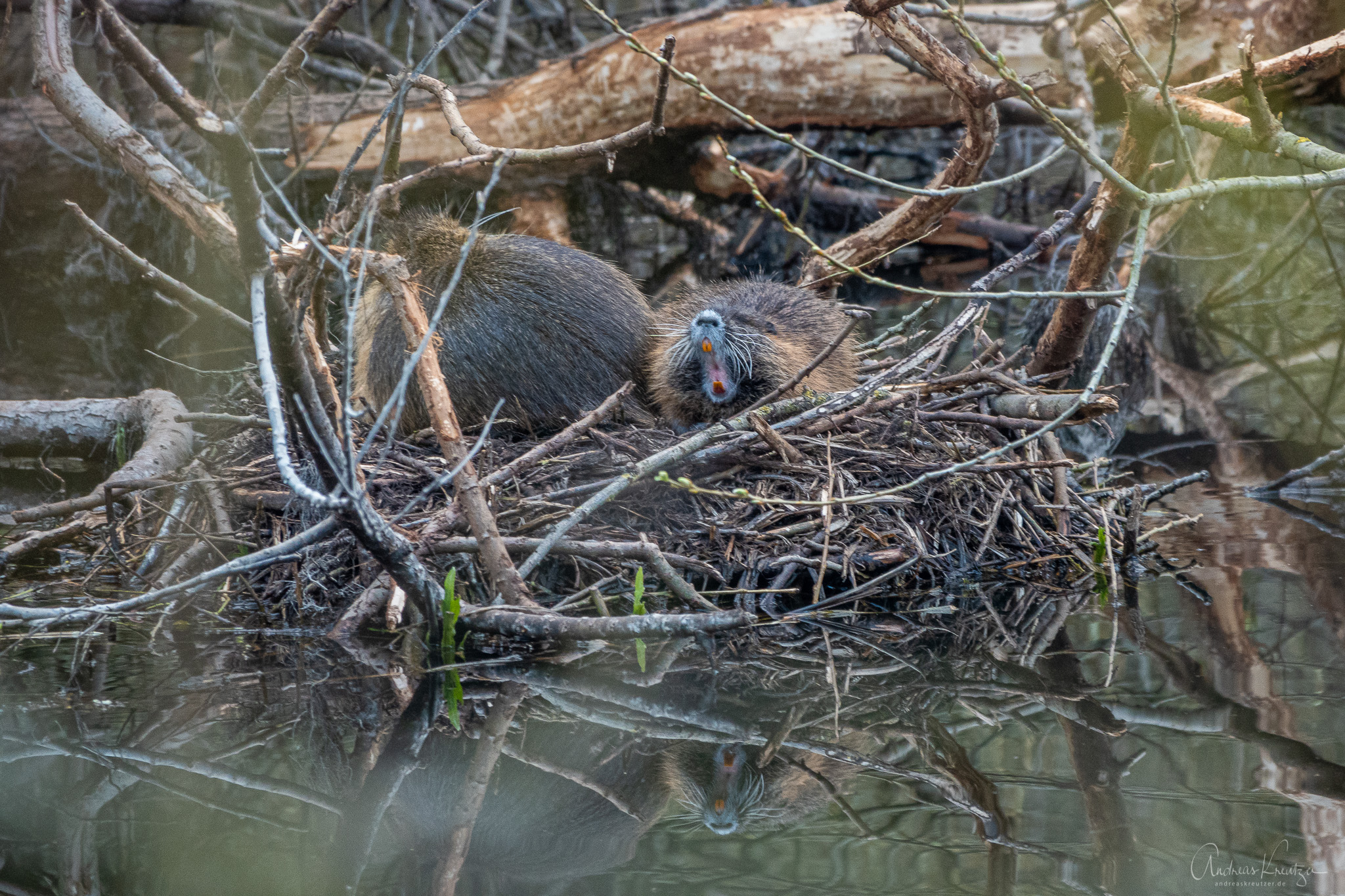 Nutrias-in-den-Brauerreiteichen_DSC04771.jpg