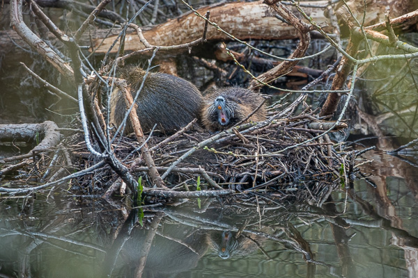 Nutrias in den Brauerreiteichen Nutrias-in-den-Brauerreiteichen_DSC04771.jpg