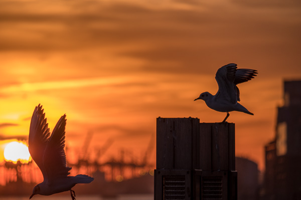 Moeve im Abendlicht DSCF9661.jpg