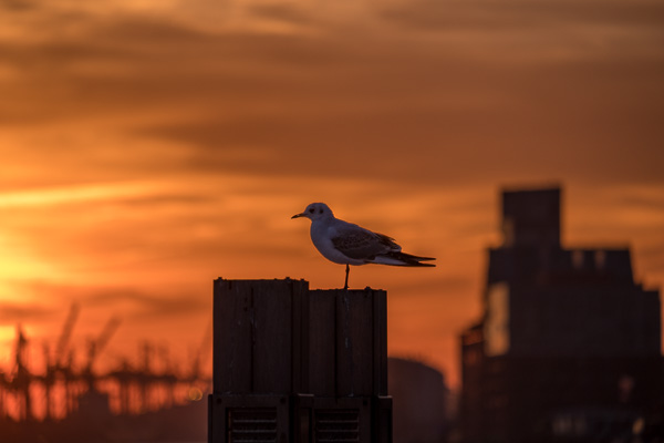 Moeve im Abendlicht DSCF9664.jpg