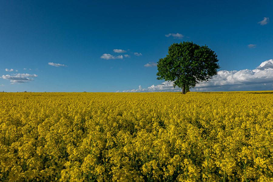 DSC04075.jpg DSC04075.jpg