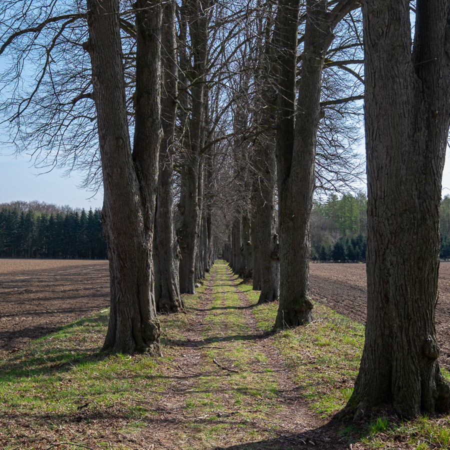 Allee bei Schloss Wotersen DSCF0104.jpg