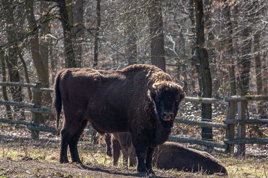 Wisentgehege Fredeburg Wisentgehege-Fredeburg_Hamburg_DSC08726.jpg