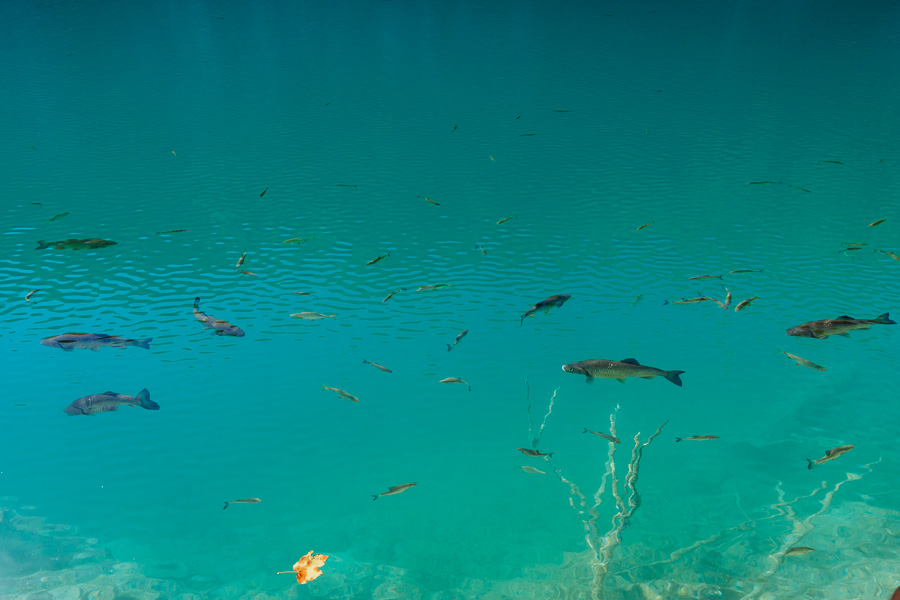 DSC02445.jpg DSC02445.jpg