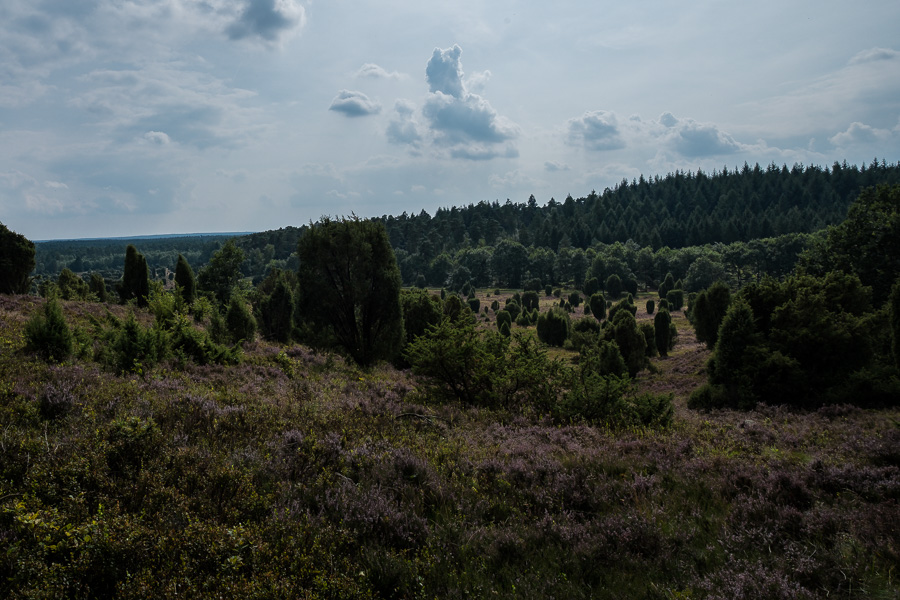 Lüneburger Heide