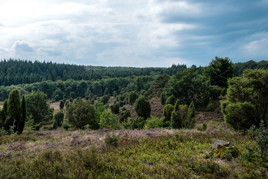Steingrund in der Lüneburger Heide DSCF2941.jpg