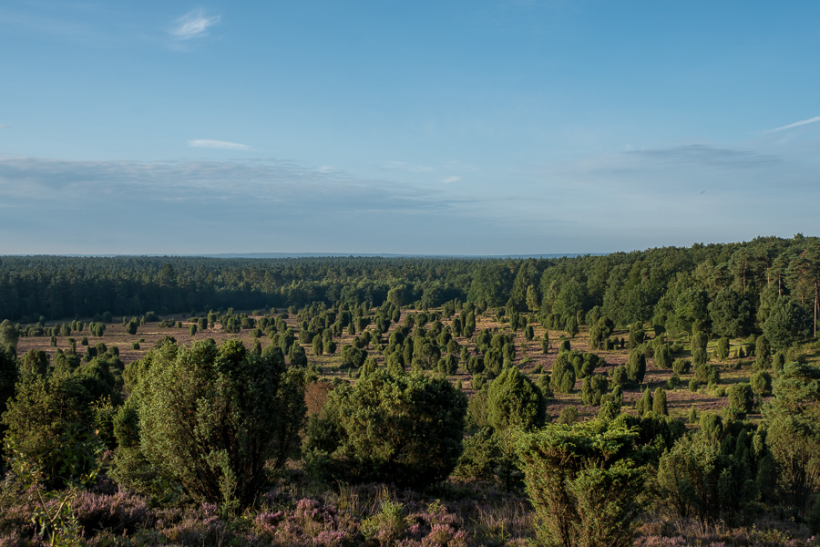 Blick auf den Steingrund in der Lüneburger Heide DSCF3242.jpg