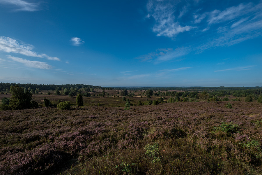 Blick vom Wilseder Berg auf die Lüneburger Heide DSCF3253-Bearbeitet.jpg