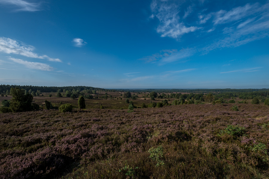 Blick vom Wilseder Berg auf die Lüneburger Heide DSCF3253.jpg
