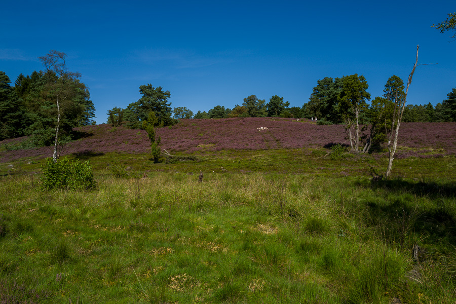 Büsenbachtal in der Nordheide L1030819.jpg