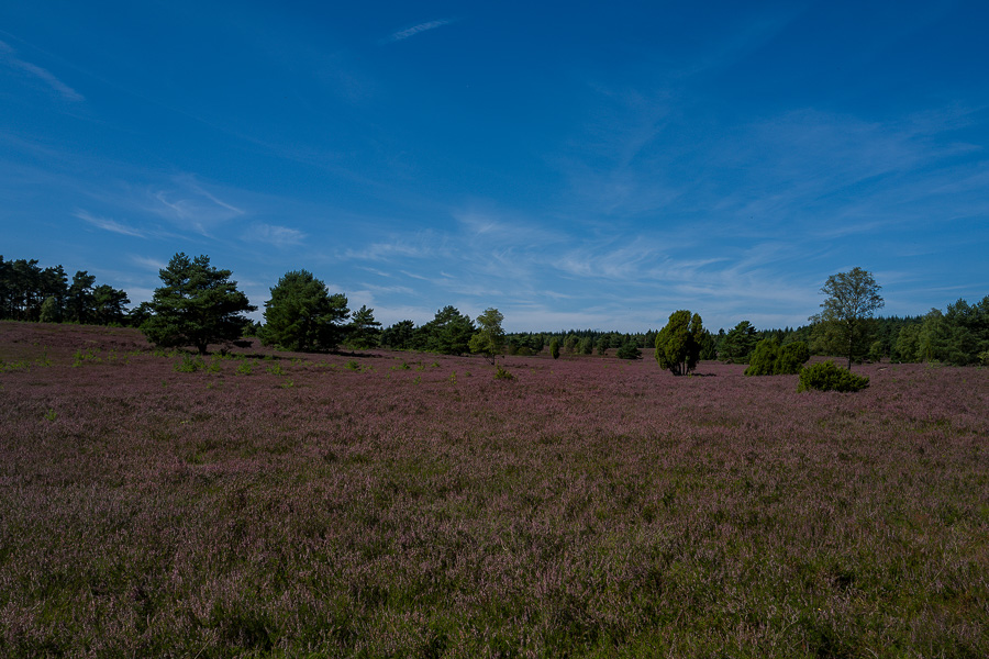 Büsenbachtal in der Nordheide L1030823-Bearbeitet.jpg