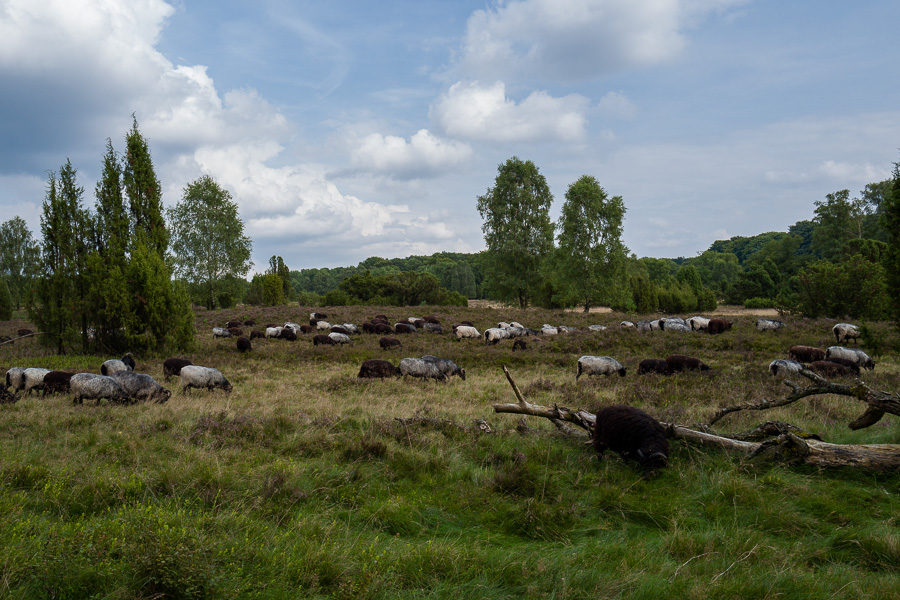 Heidschnucken in der Lüneburger Heide L1030833.jpg