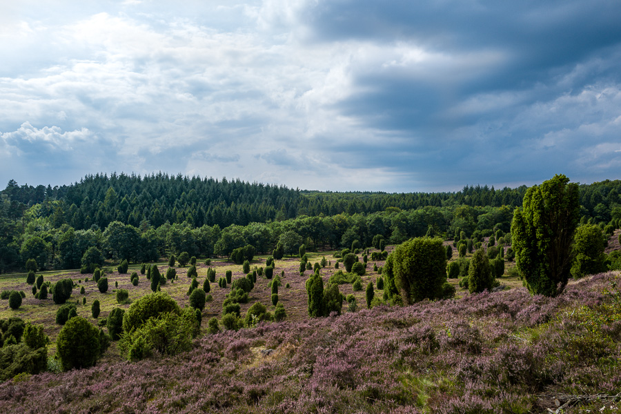 Steingrund in der Lüneburger Heide L1030846.jpg