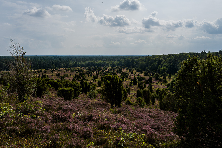 Steingrund in der Lüneburger Heide L1030847-Bearbeitet.jpg