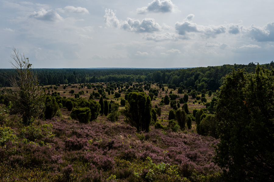 Lüneburger Heide