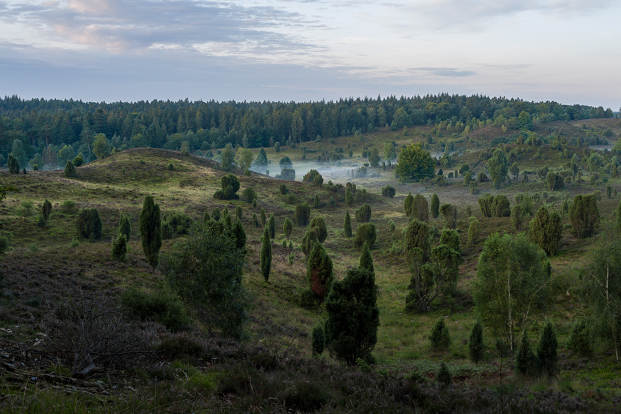 Totengrund in der Lüneburger Heide am Morgen L1030956.jpg