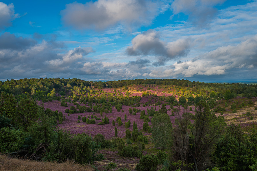 Lüneburger Heide Totengrund Luenburger_HeideL1020532.jpg