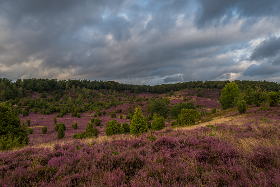 Totengrund in der Lüneburger Heide Luenburger_HeideL1020540.jpg