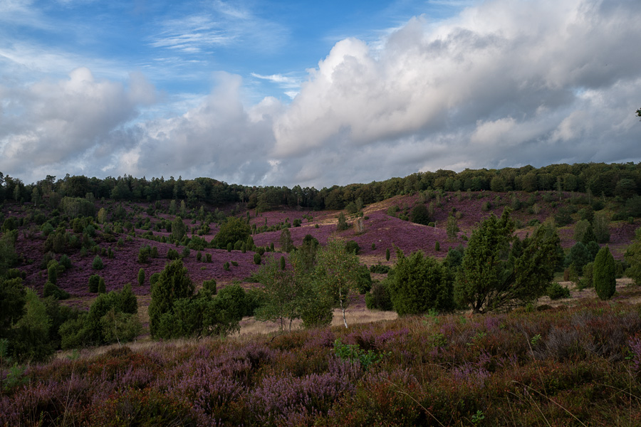 Lüneburger Heide Totengrund Luenburger_HeideL1020549-Bearbeitet.jpg