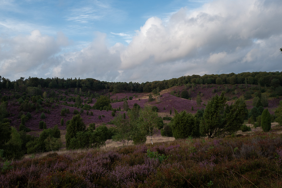 Luenburger_HeideL1020549.jpg Luenburger_HeideL1020549.jpg