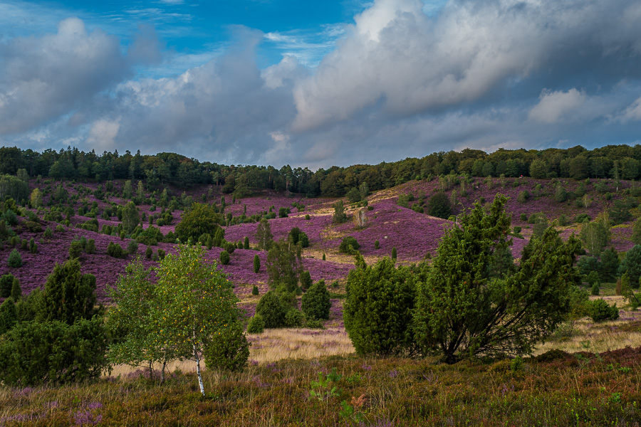 Lüneburger Heide Totengrund Luenburger_HeideL1020552.jpg