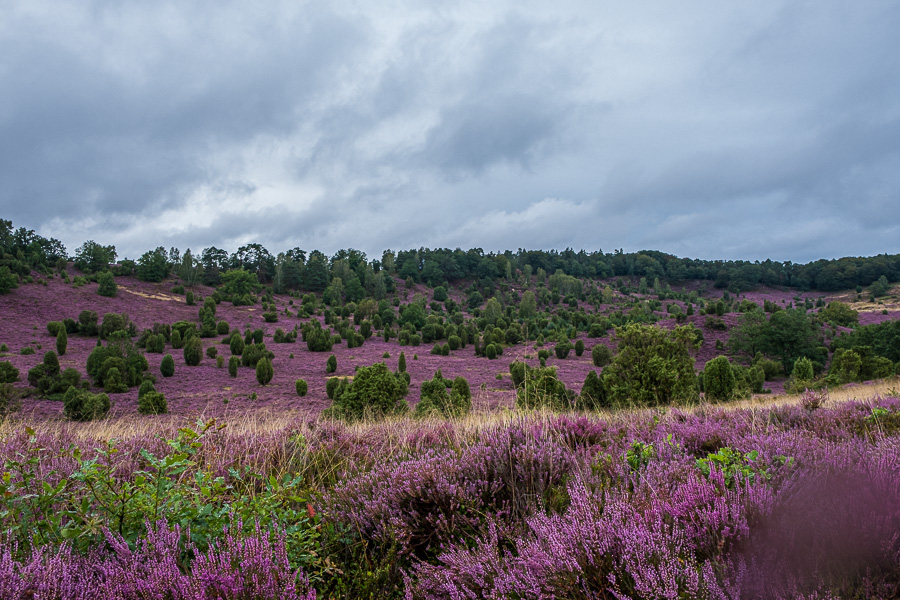 Totengrund in der Lüneburger Heide Lueneburger_Heide_H1190459.jpg