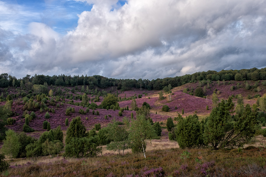 Lüneburger Heide Totengrund Lueneburger_Heide_H1190670-Bearbeitet.jpg