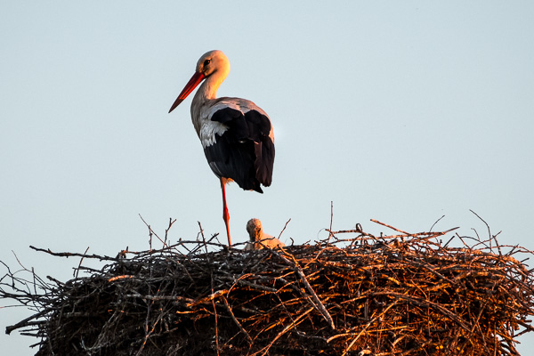 DSCF6987.jpg DSCF6987.jpg