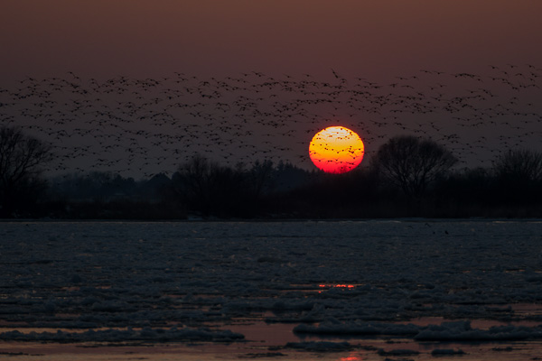 Sonnenuntergang an der Elbe P1390333.jpg