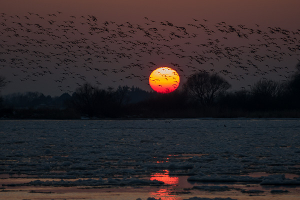Sonnenuntergang an der Elbe P1390335.jpg