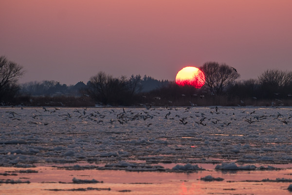Sonnenuntergang an der Elbe X2179681.jpg