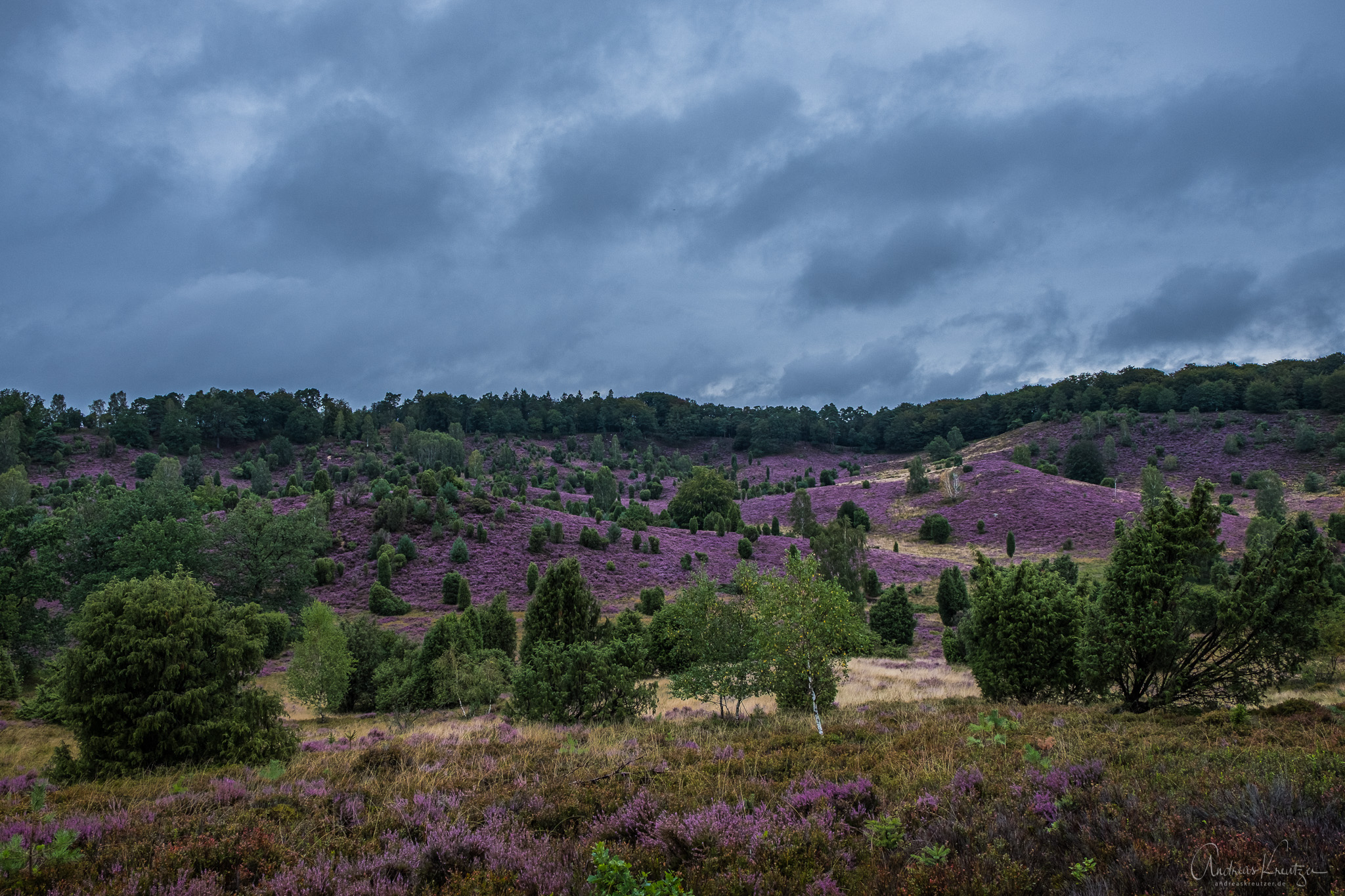 Lueneburger_Heide_H1190452.jpg