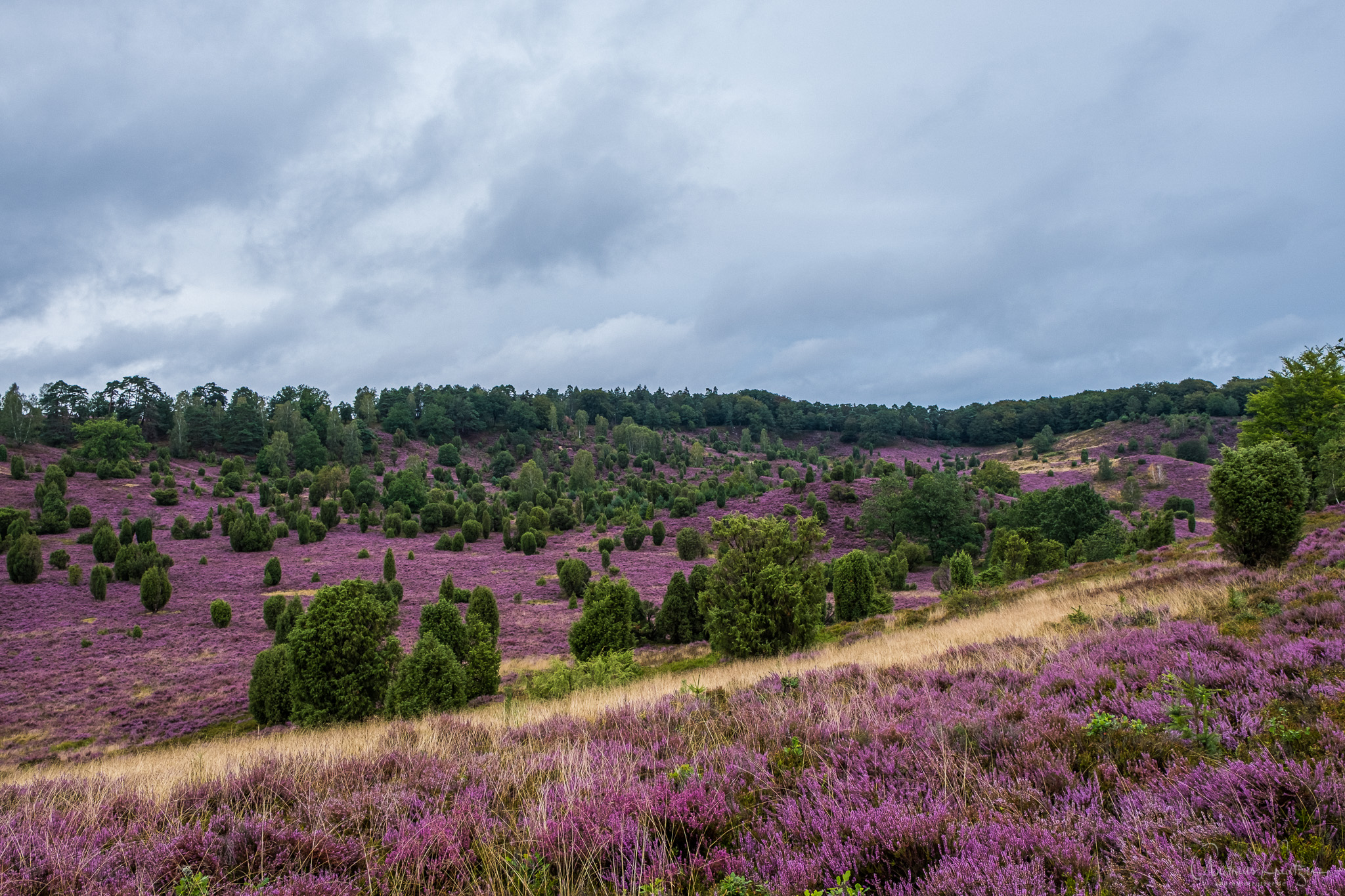 Lueneburger_Heide_H1190460.jpg