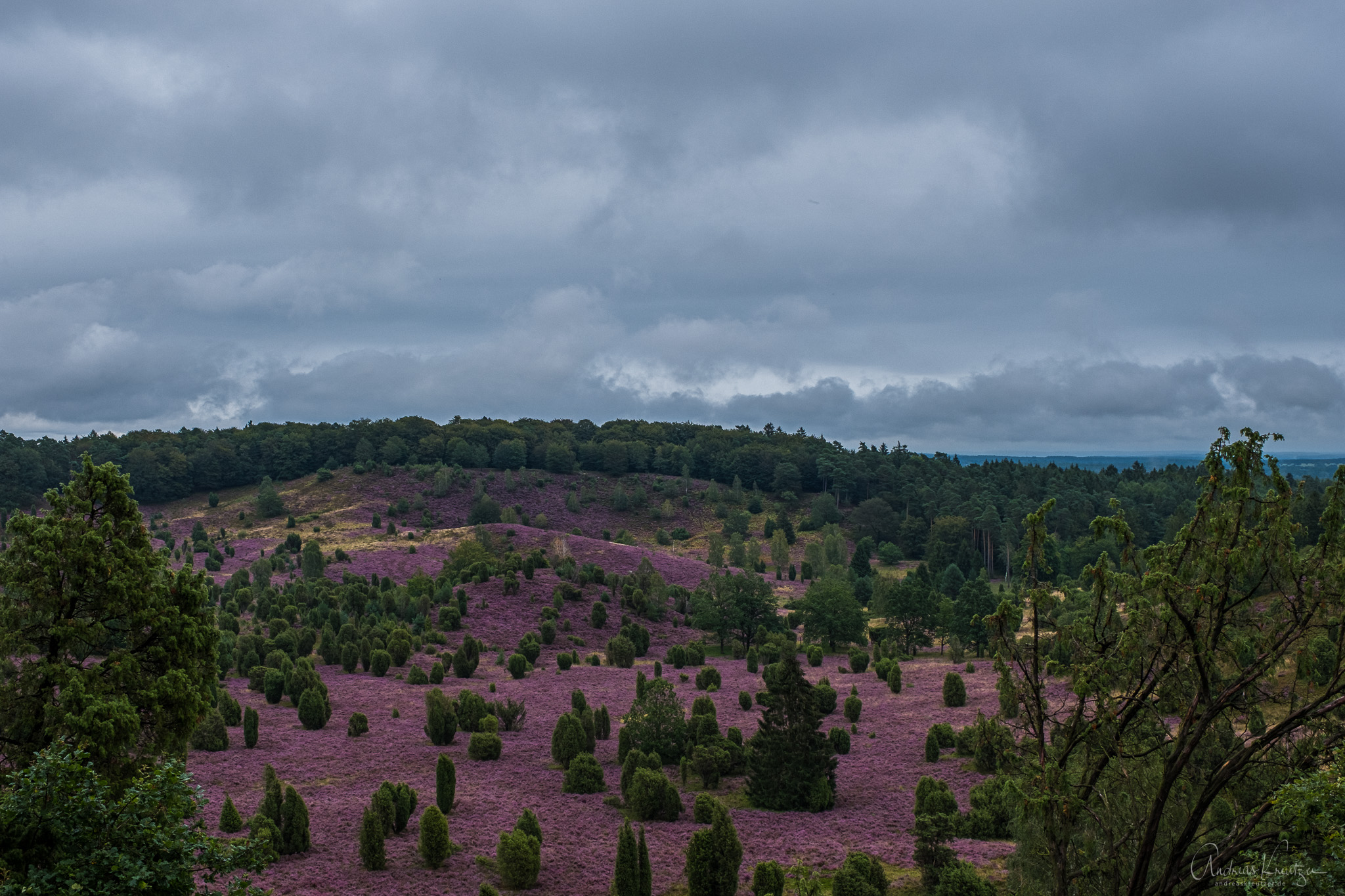 Lueneburger_Heide_H1190473.jpg