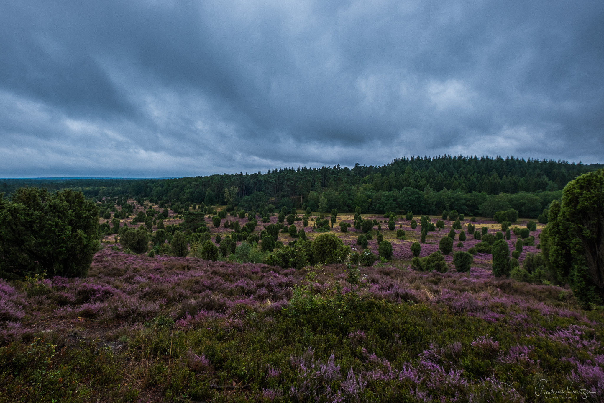 Lueneburger_Heide_H1190498.jpg