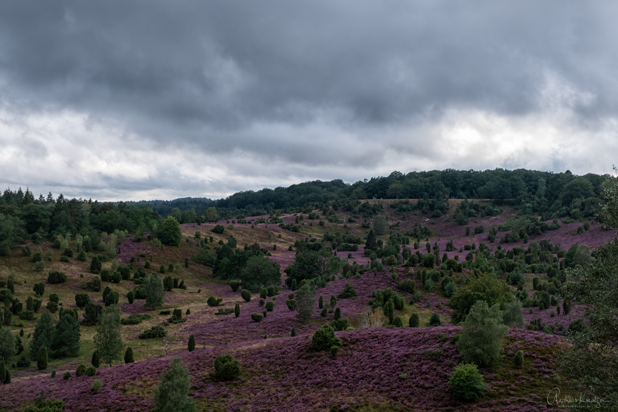 Lueneburger_Heide_H1190573-Bearbeitet.jpg