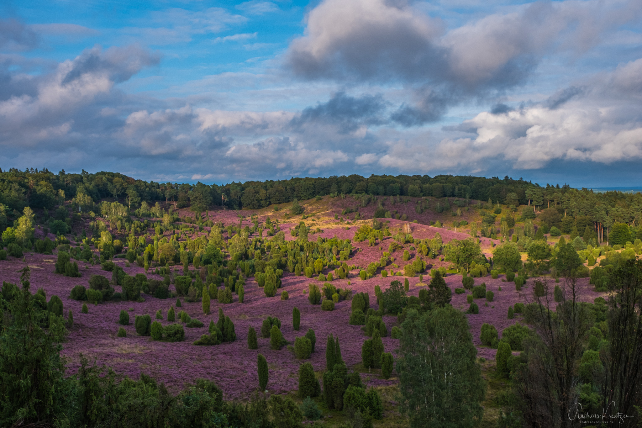 Lueneburger_Heide_H1190625.jpg