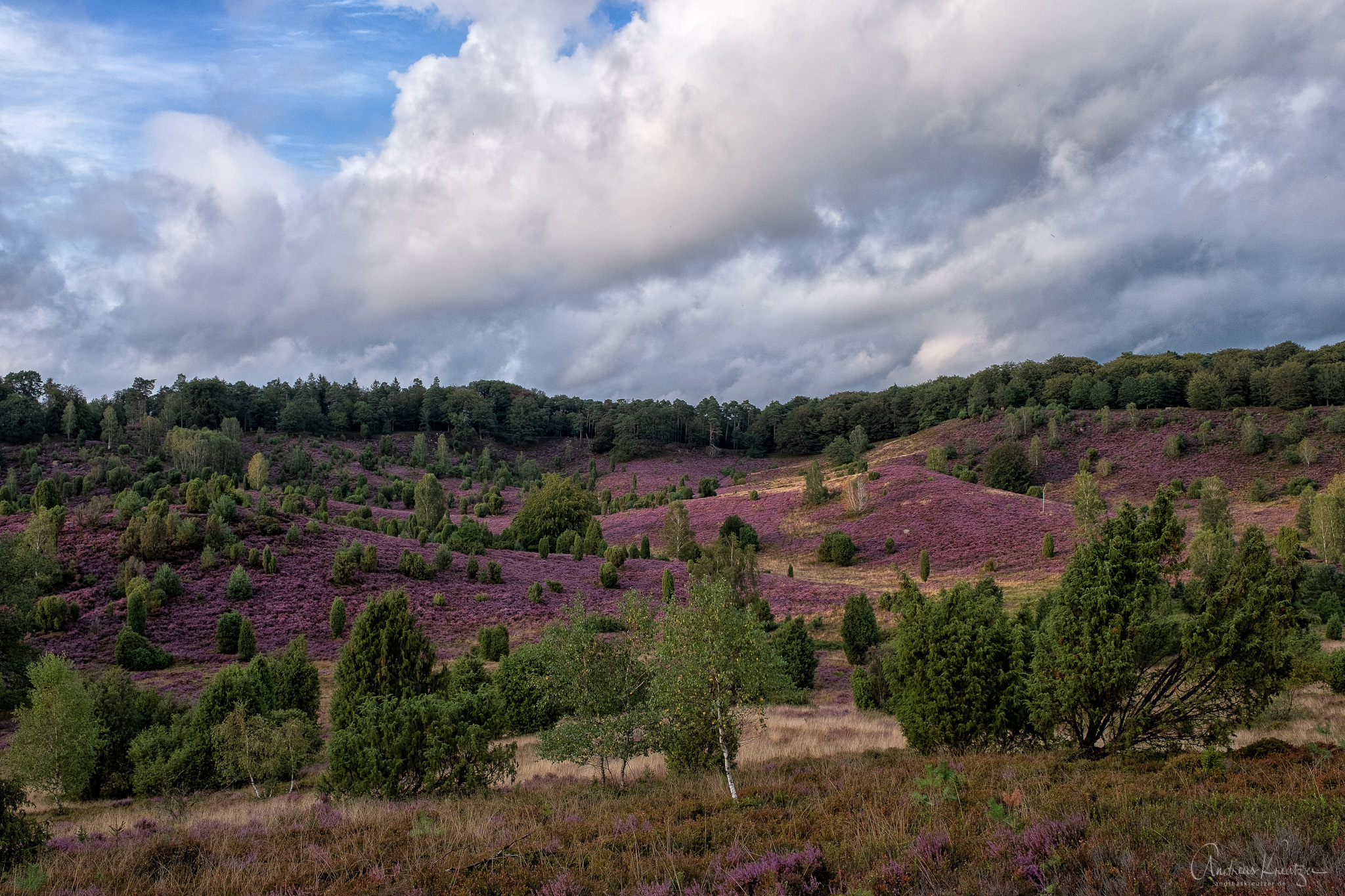 Lueneburger_Heide_H1190670-Bearbeitet.jpg