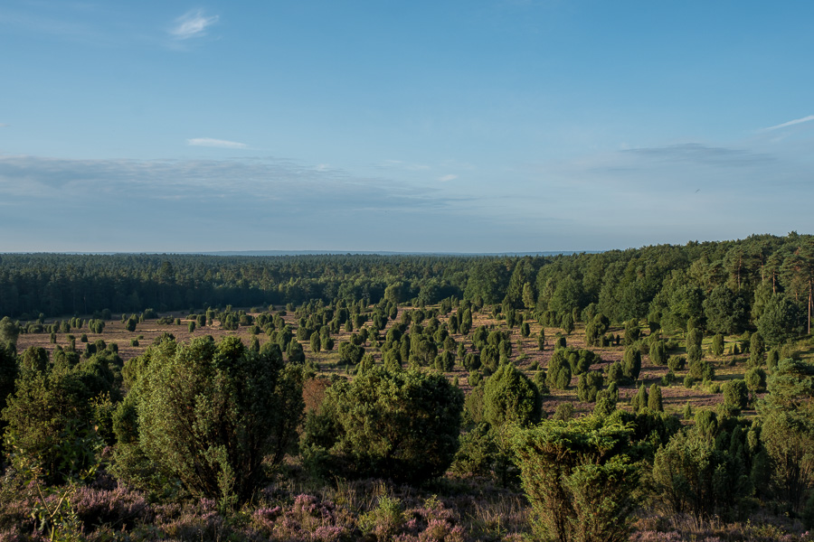 Blick auf den Steingrund in der Lüneburger Heide DSCF3242.jpg