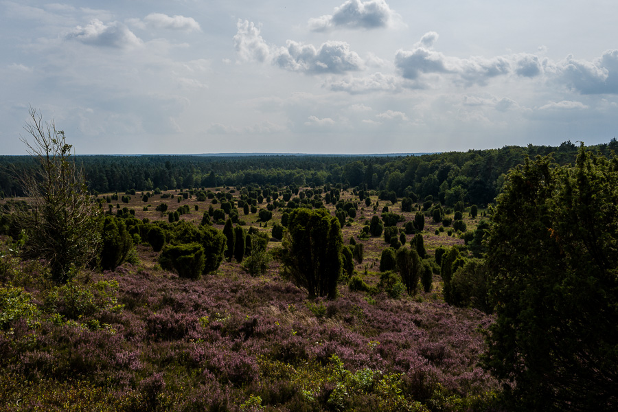 Steingrund in der Lüneburger Heide L1030847.jpg